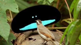 ロードランナーの可愛い動画 鳴き声はアニメと違う 最速で走る鳥 しゃえま偶感
